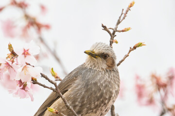 A Japanese Bulbul Enjoying the Nectar of Cherry Blossoms; Toyama, Japan