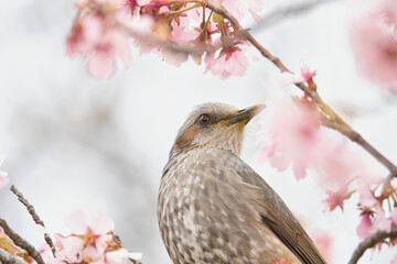 A Japanese Bulbul Enjoying the Nectar of Cherry Blossoms; Toyama, Japan
