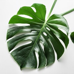モンステラの葉