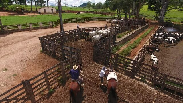 Cattle herd in farm corral - Campo Belo, Minas Gerais, Brazil