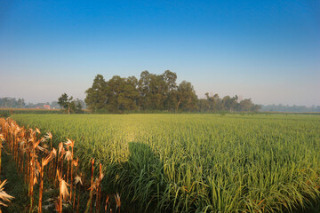 fresh morning rice field atmosphere. beautiful blue sky