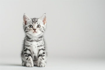 Obraz premium Young American Shorthair Kitten Cat with Traditional Markings, White Studio Background