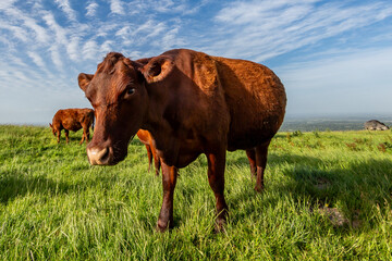 A cow viewed with a fisheye lens, on a sunny day in the South Downs