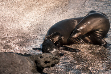 Galapagos Sea Lion Bonding Moment
