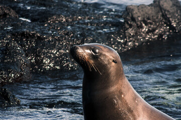 Obraz premium .Galapagos Sea Lion Profile Portrait