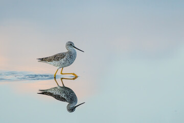 Lesser Yellowlegs walking through a pond in the early morning
