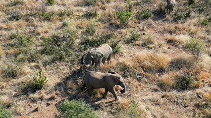Africans Elephants At Pilanesberg National Park In North West South Africa. African Animals Landscape. Pilanesberg National Park. Pilanesberg National Park At North West South Africa. Big Five Animals