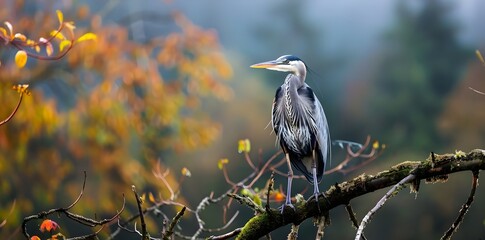 Fototapeta premium Bird Wildlife Perched On A Branch In The Wilderness Nature Photography