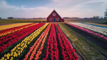  Red barn standing in middle of colorful blooming tulip field in netherlands © alphaspirit