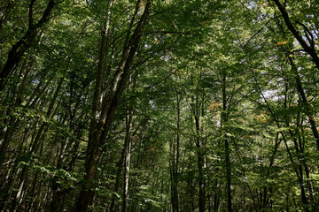 Lush green forest with trees and vibrant leaves lining the roadside, a picturesque travel journey through nature's beauty