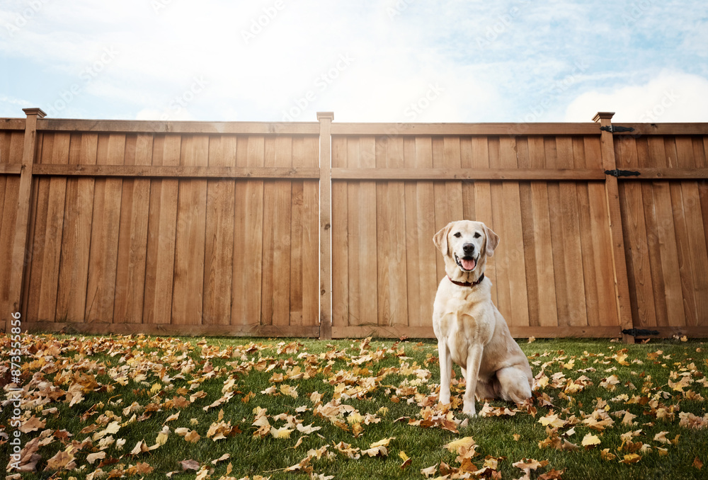 Wall mural backyard, relax and portrait of dog on grass with leaves, playing and healthy outdoor animal in gard