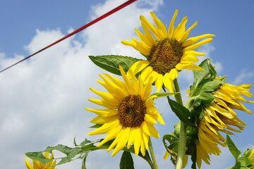 sunflower on blue sky