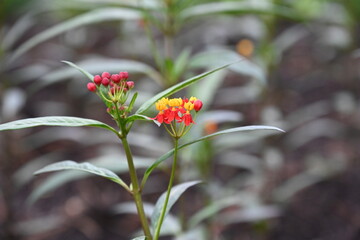 beautiful roses and flowers in the park