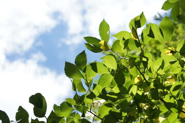 green leaves and blue sky