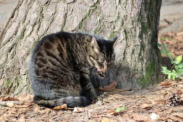 木に寄り添って毛繕いをする猫