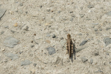 grasshopper.