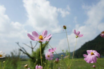 Cosmos and blue sky.