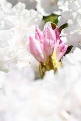 Closeup of pale pink flowers on a rhododendron blooming on a sunny spring day, as a nature background
