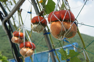 a unique-shaped pumpkin