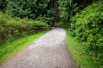 Outdoor nature recreation, gravel walking and biking path through open area with salmonberry bushes into a cedar tree forest with wood fencing, peaceful green and fresh air
