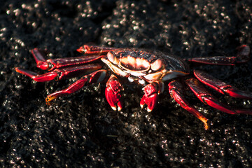 Bright Red Crab on Galapagos Rock