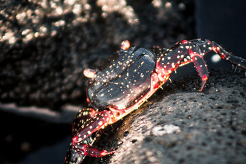 Spotted Crab on Galapagos Rock