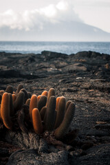 Galapagos Cacti with Ocean View