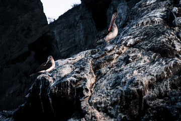 Fototapeta premium Pelican and Booby on Galapagos Cliffs
