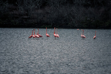 .Galapagos Flamingos in Serene Waters