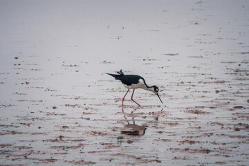 Galapagos Stilt Foraging at Dawn
