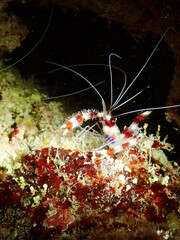 Macro shot of sea creature at Gili Trawangan dive site