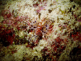 Macro shot of sea creature at Gili Trawangan dive site