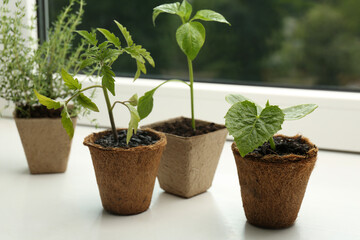 Tomato, pepper and cucumber seedlings growing in pots on window sill, closeup