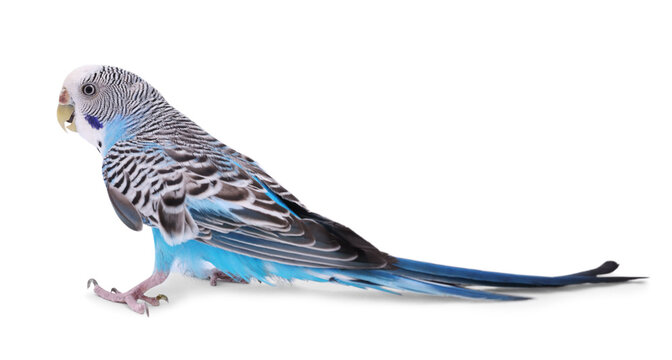Beautiful bright parrot on white background. Exotic pet