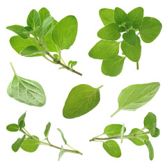 Fototapeta premium Fresh green oregano isolated on white, set