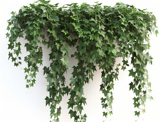 Naklejka premium ivy on a white background