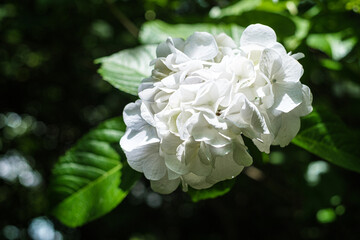 神奈川県大平台あじさい