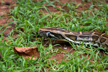 Blind Python snake slithering through grass and leaves on ground. detailed patterns on scales are visible, and tongue is flicking out as it navigates its natural habitat