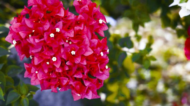 Bright red pink color and magenta flowers bloom in the morning of bougainvillea. taken in Kayin State, Myanmar.  (Paper Flower, Bougainvillea glabra).