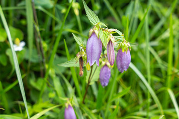 ツリガネソウの花(ホタルブクロ)