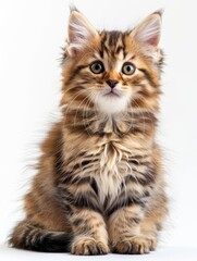 Fototapeta premium a Kurilian Bobtail kitten 