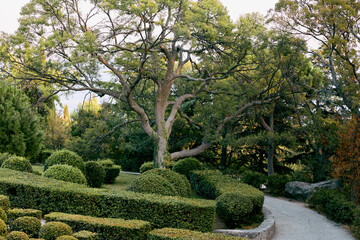 Serene park landscape with majestic tree and winding path through lush greenery