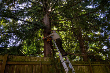 Senior caucasian man on an aluminum extension ladder with a small chainsaw removing branches from a large cedar tree, property maintenance
