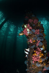 Pilings under the Edithburgh Jetty