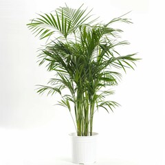 very tall plant pot photography on white background