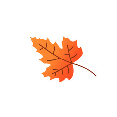 Fototapeta premium autumn maple leaf