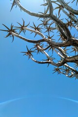 Quiver tree in Namibia against the sky