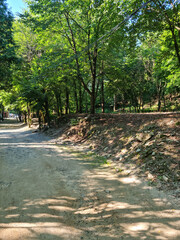It is a forest road filled with trees.