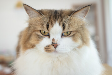 Headshot of angry Persian cat looking to you.