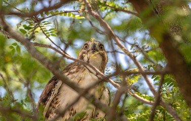 Red-tailed hawk perched in a tree, staring at the camera.